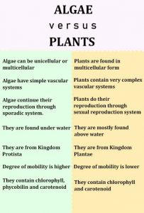 Algae vs Plants