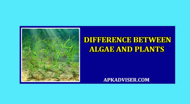 difference between algae and plants